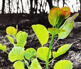 Μεγάλη συναυλία στο Καλλιμάρμαρο για την ενίσχυση των πυρόπληκτων οικογενειών της Βόρειας Εύβοιας