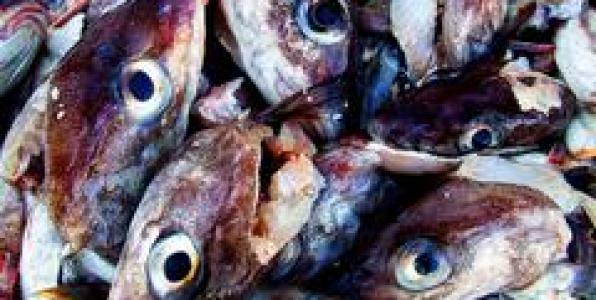 ΨΑΡΕΥΟΝΤΑΣ ΣΤΙΣ ΑΣΤΙΚΕΣ ΓΕΦΥΡΕΣ