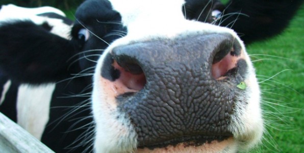 Το «απογαλακτισμένο» ΤΕΝ